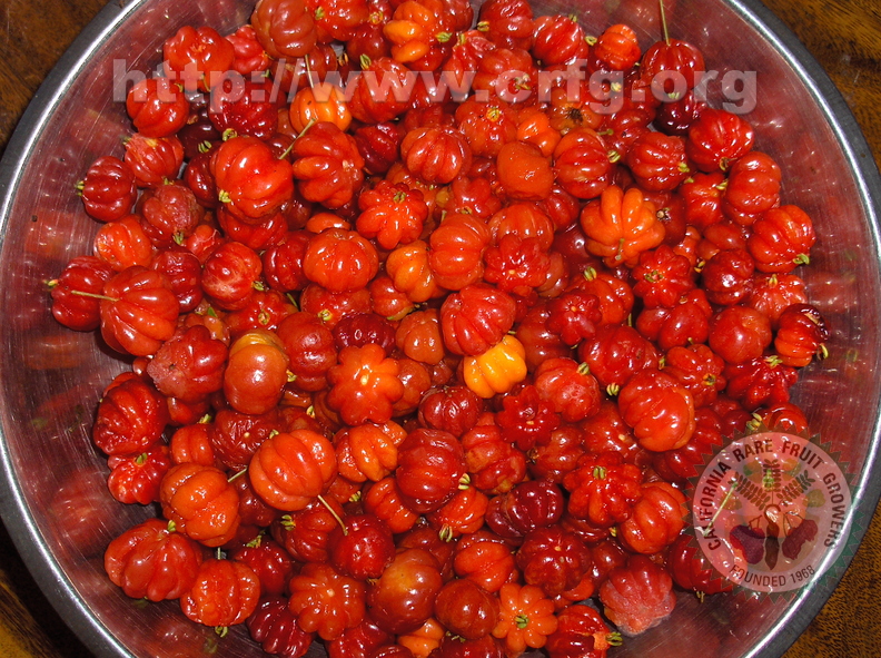 Eugenia uniflora (Red forms)	Surinam Cherry	Cereza de Cayena