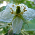 Muntingia calabura  Jamaican cherry flower