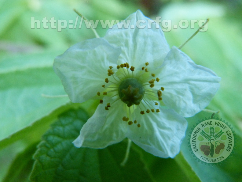 Muntingia calabura  Jamaican cherry flower2