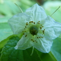 Muntingia calabura  Jamaican cherry flower2