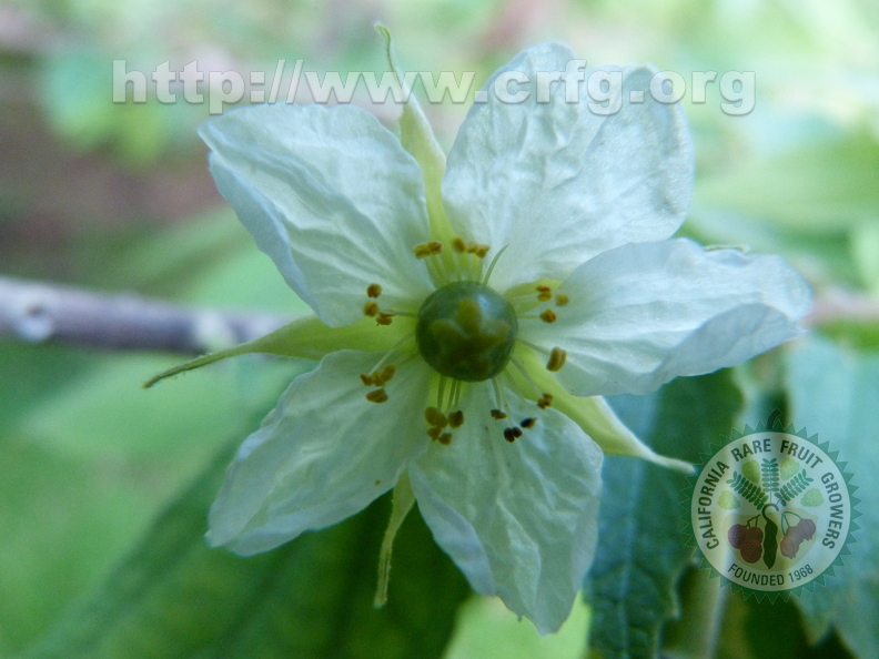 Muntingia calabura  Jamaican cherry flower3