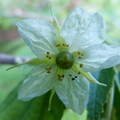 Muntingia calabura  Jamaican cherry flower3