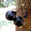 Myrciaria truncifolia (3)