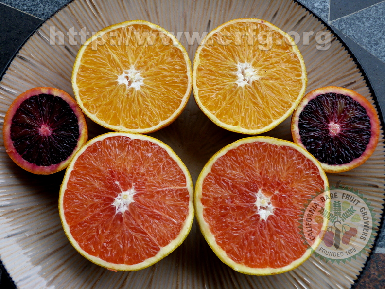 Oranges Cara cara Washington Navel Blood