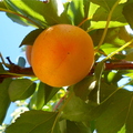 Katy apricots on the tree.