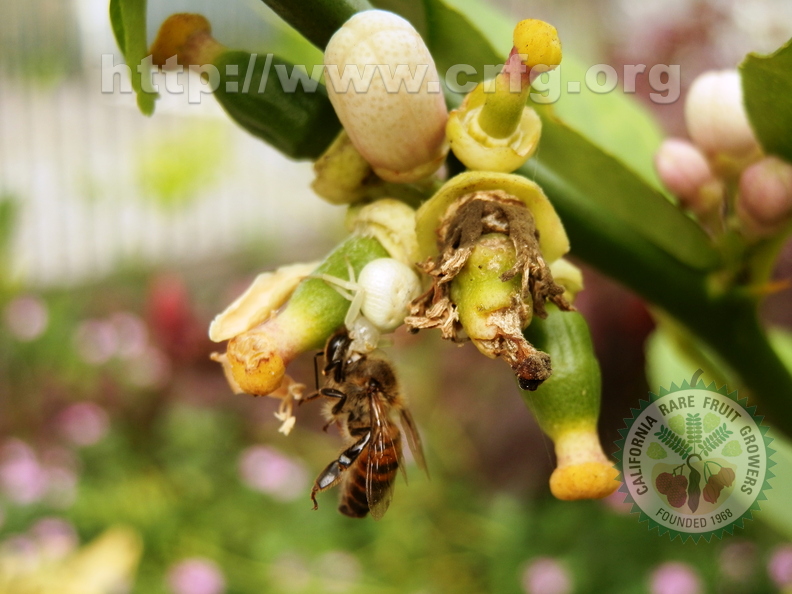 Spider eating bee in Citrus Fruits