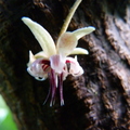 Theobroma cacao flower