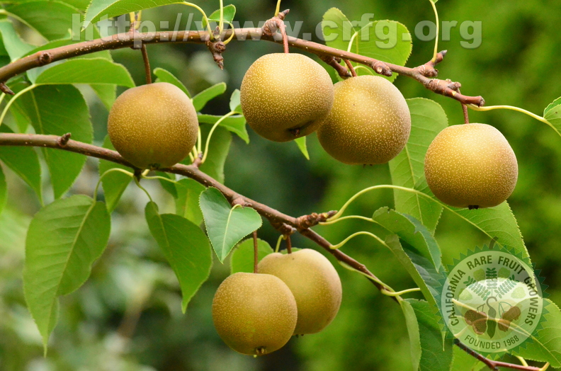 asian_pear_0034_crfg.jpg