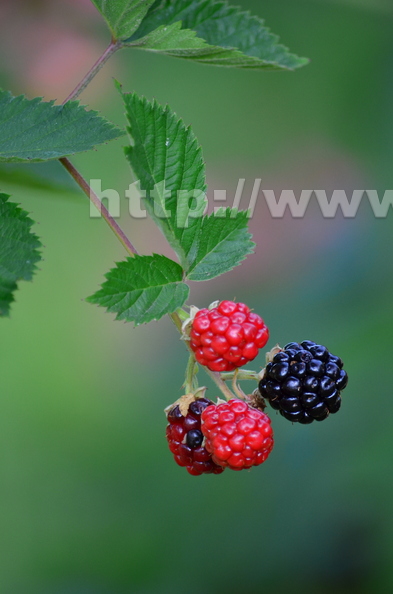 ripening blackberries 3845 crfg
