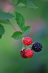 ripening blackberries 3845 crfg