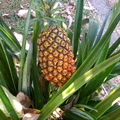 Sugarloaf Pineapple