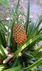 Sugarloaf Pineapple