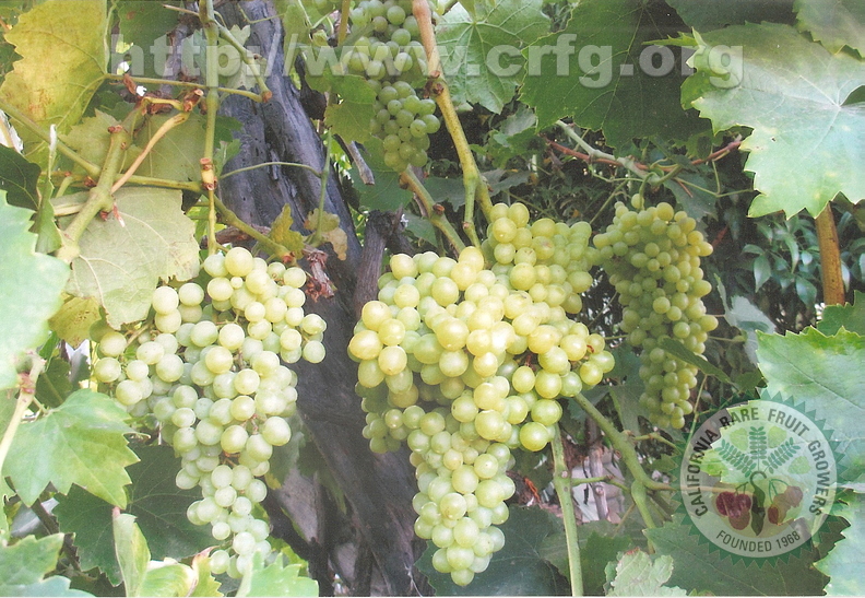 Seedless Grape in front yard