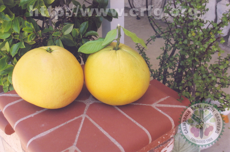 2 Pomelo 15 year old tree