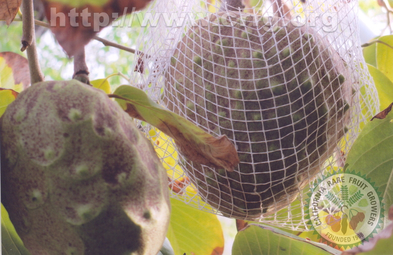 Protecting heavy cherimoya from wind with net in back yard