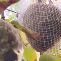 Protecting heavy cherimoya from wind with net in back yard