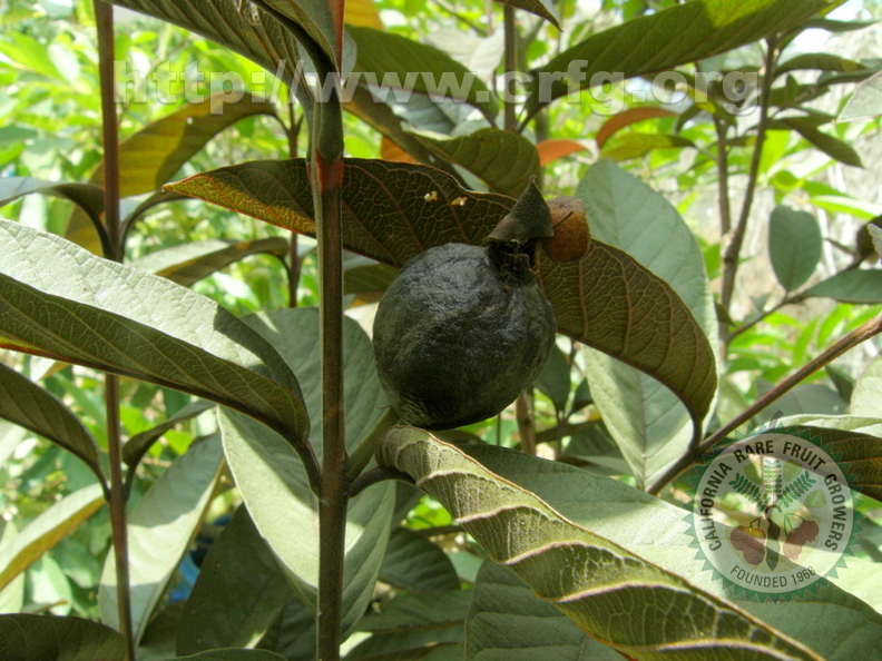 Psidium guajava - black guava   Moshe Weiss