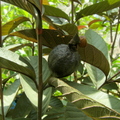 Psidium guajava - black guava   Moshe Weiss