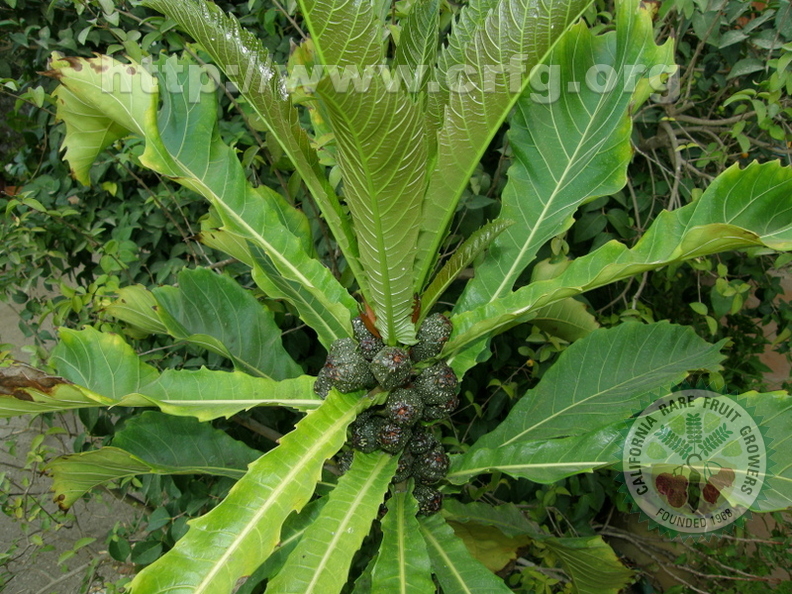 Ficus pseudopalma Moshe Weiss