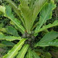 Ficus pseudopalma Moshe Weiss