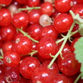 Red and White Currents