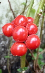 Solanum baquicha (6)