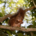 Squirrel_eating_Eugenia_copabanensis.JPG