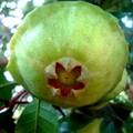 UFO Fruit - Cambuci - Campomanesia phaea