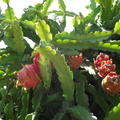 DSCF1491.JPG