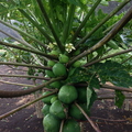 Indigo papayas