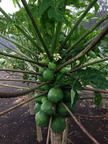 Indigo papayas