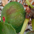 Large_Fig_Fruit