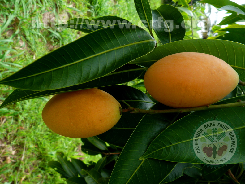 Maprang_Mayong_Fruits_and_Leaves_on_Tree.jpg