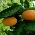Maprang Mayong Fruits and Leaves on Tree