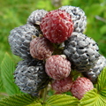 Mysore Raspberries