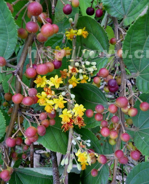 Phalsa Flowers and Fruit