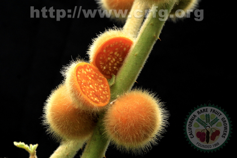 Solanum_pseudolulo_ou_stramoniifolium.jpg