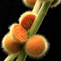 Solanum pseudolulo ou stramoniifolium