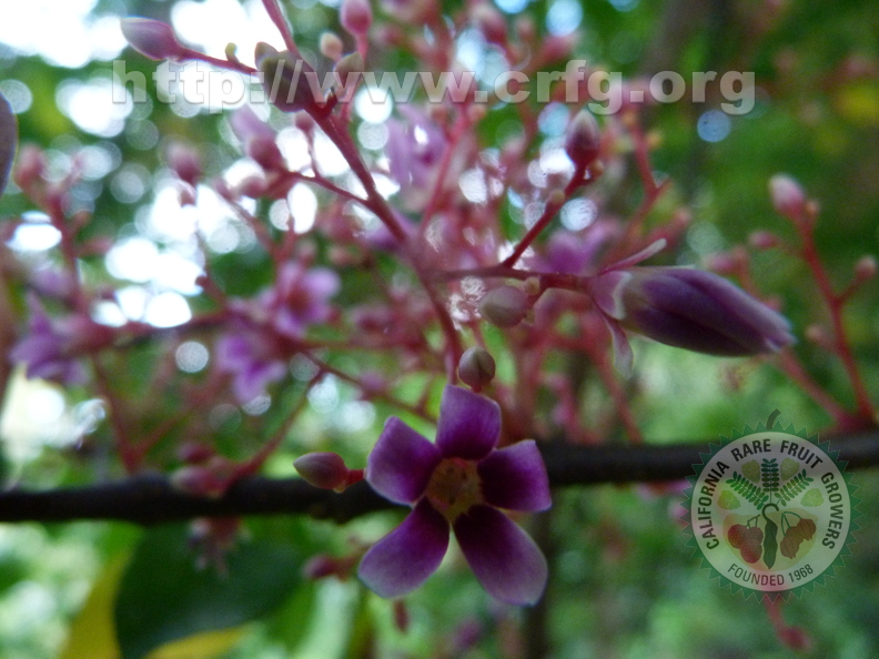 Starfruit Flower Closeup2