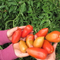 TomatoHarvest