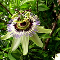 passionflower