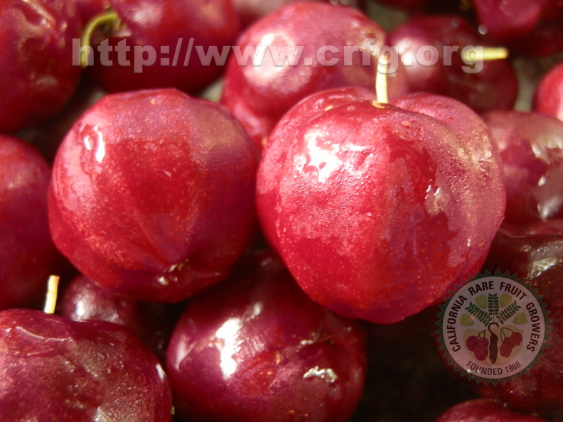 Cherry Acerola (1)