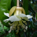 Durian Flower