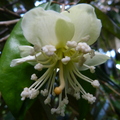 Durian Flower 2