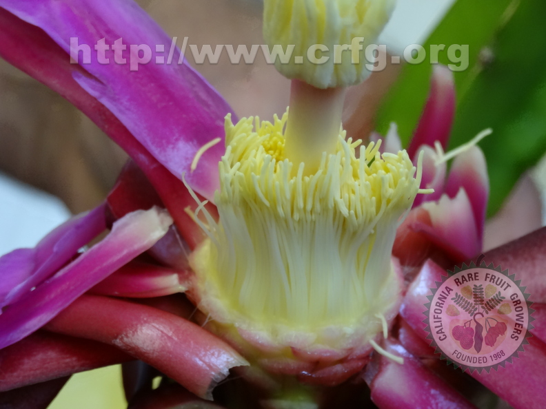 Pitaya flower