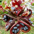 Java Almond Sterculia foetia pod and flowers2