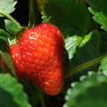 L01_Strawberry.JPG