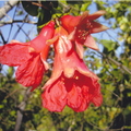 Pomegranate Flowers Fleishman