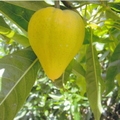 Pouteria campechiana Egg Fruit