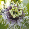 Frederick Passion Fruit Flower